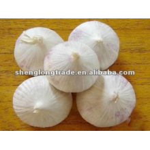 2012 new crop chinese fresh solo garlic